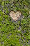 Heart Carved in Mossy European Beech (Fagus sylvatica) Tree Trunk, Odenwald, Hesse, Germany