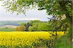 Blooming Canola Field in Landscape, Odenwald, Hesse, Germany