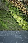 Patio garden at basement level at the Morgan house in Notting Hill, London, UK. Designed by Modular Gardens in conjunction with Crawford & Gray Architects. The left wall is a vertical garden, planted with wild strawberries, convolvulus cneorum, heuchera, ornamental grass and herbs, its richness complementing and contrasting against the blue-grey slate floor