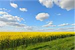 Blooming Canola Field, Odenwald, Hesse, Germany