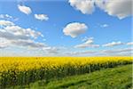 Blooming Canola Field, Odenwald, Hesse, Germany