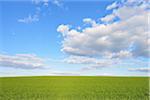 Corn Field with Cloudy Sky in Springtime, Odenwald, Hesse, Germany