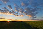 Sunset and Canola Field, Odenwald, Hesse, Germany