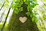 Heart Carved in European Beech (Fagus sylvatica) Tree Trunk, Odenwald, Hesse, Germany