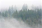 Spruce Forest in Early Morning Mist, Spessart, Bavaria, Germany