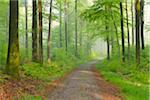 Path through European Beech (Fagus sylvatica) Forest, Spessart, Bavaria, Germany