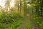 Sunbeams in European Beech (Fagus sylvatica) Forest, Spessart, Bavaria, Germany