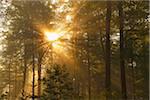 Sunbeams in European Beech (Fagus sylvatica) Forest, Spessart, Bavaria, Germany