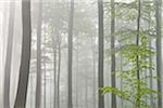 European Beech (Fagus sylvatica) Forest in Morning Mist, Spessart, Bavaria, Germany