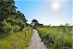 Sandy Path with Sun, Summer, Darsser Ort, Prerow, Darss, Fischland-Darss-Zingst, Baltic Sea, Western Pomerania, Germany