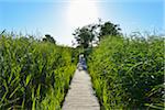 Wooden Planks Path through Reeds with Sun, Summer, Darsser Ort, Prerow, Darss, Fischland-Darss-Zingst, Baltic Sea, Western Pomerania, Germany