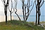 Coastal Forest with Beech Trees, Summer, Darss West Beach, Prerow, Darss, Fischland-Darss-Zingst, Baltic Sea, Western Pomerania, Germany