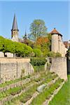 Weikersheim Castle Garden and St George Church in background, Weikersheim, Baden Wurttemberg, Germany