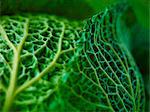 Extreme close up of Savoy cabbage