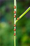 Ladybug taking fork in the road on leaf