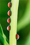 Ladybug standing out from the crowd on leaf