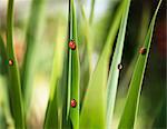 Ladybugs on leaves