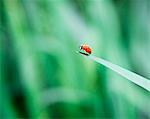 Ladybug on tip of leaf