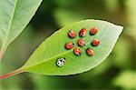 Unique ladybug standing out from the crowd on leaf