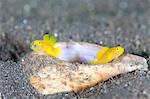 Goby