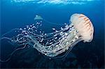 Brown Jellyfish