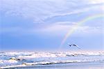 Bird Flying By The Sea