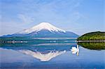 Swans Near Mount Fuji, Japan