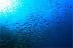 Fish Herd