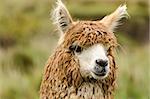 Alpaca in Ecuador