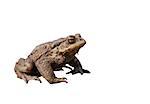 sitting brown toad on white background