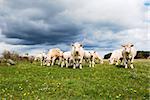 Herd of charolais cattle with many calves in a pastureland. From the swedish island Oland.