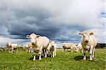 Charolais cattle herd at a green field in springtime.  From the swedish island Oland.