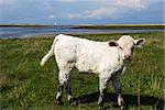 Curious young cow looking in a coastal pastureland. From the island oland, Sweden
