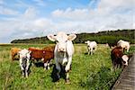 Springtime pastureland with grazing cattle. From the swedish island Oland.