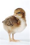 Cute Baby Chick Chicken on White Background