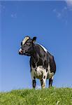 Black and white cow in a meadow in Holland