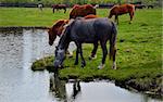 Herd of horses grazing in a spring meadow near the watering. In the foreground one gray horse drink water.