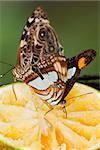 tropical butterfly feeding on fresh fruit in the rain forest of Belize