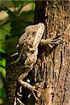 tree lizard climbing in the rain forest of Belize