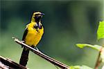 Yellow Tailed Oriole in the rainforest of Belize