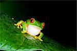 red eyed tree frog at night in the rain forest of Belize calling her mate