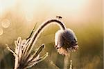 Protected flower at sunrise