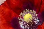 Macro of the centre of a deep red poppy flower