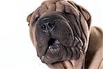 chinese shar pei head portrait isolated on white background