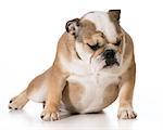sad dog - english bulldog sitting
