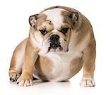 english bulldog sitting - 8 month old puppy