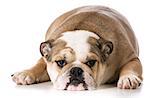 english bulldog laying down resting - 8 months old