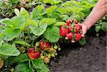 strawberry bush