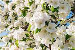 Closeup of the Pear Blossom in Spring (Annapolis Valley, Nova Scotia, Canada)