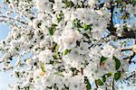 Pear blossom in spring (Annapolis Valley, Nova Scotia, Canada)